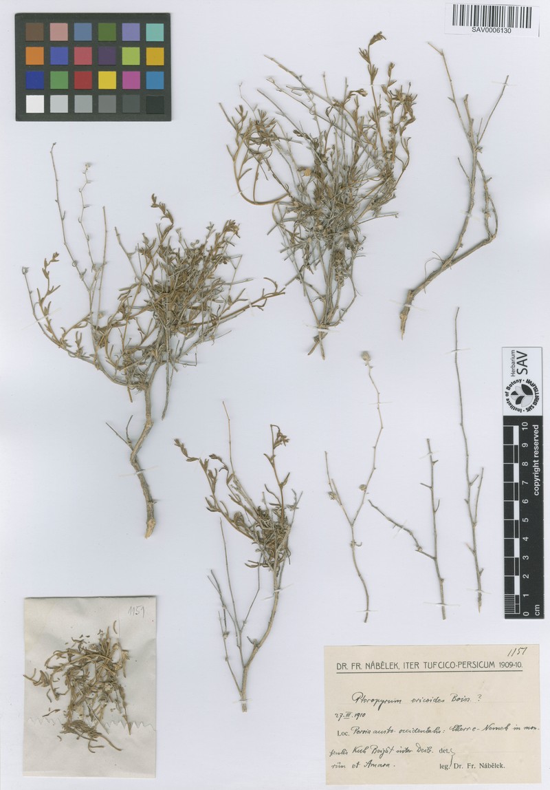 Pteropyrum aucheri subsp. ericoides