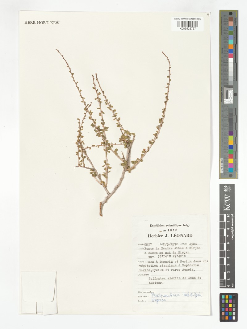 Pteropyrum aucheri subsp. olivieri photo 2