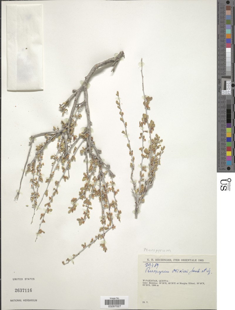 Pteropyrum aucheri subsp. olivieri photo 3