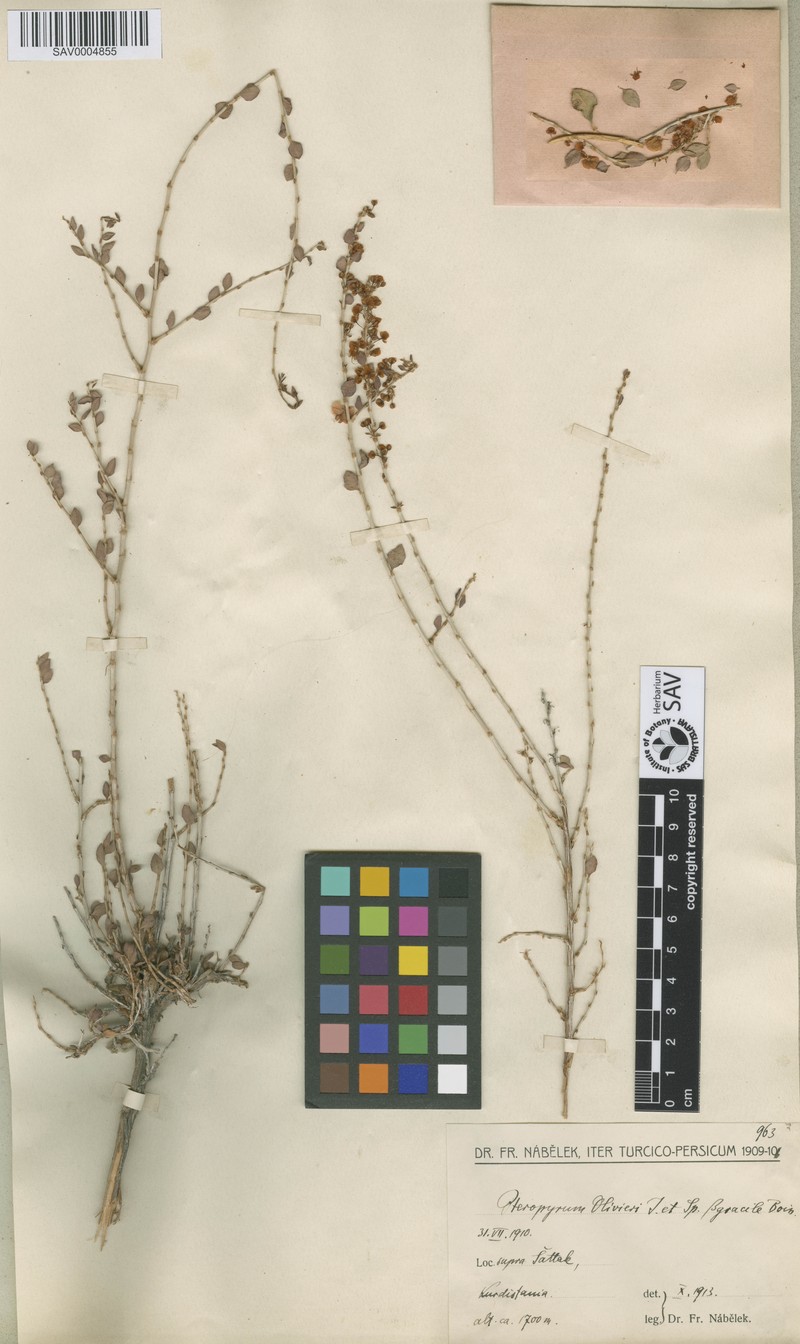 Pteropyrum aucheri subsp. olivieri photo 4