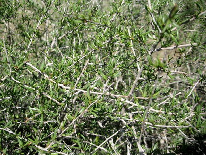 Pteropyrum aucheri subsp. olivieri