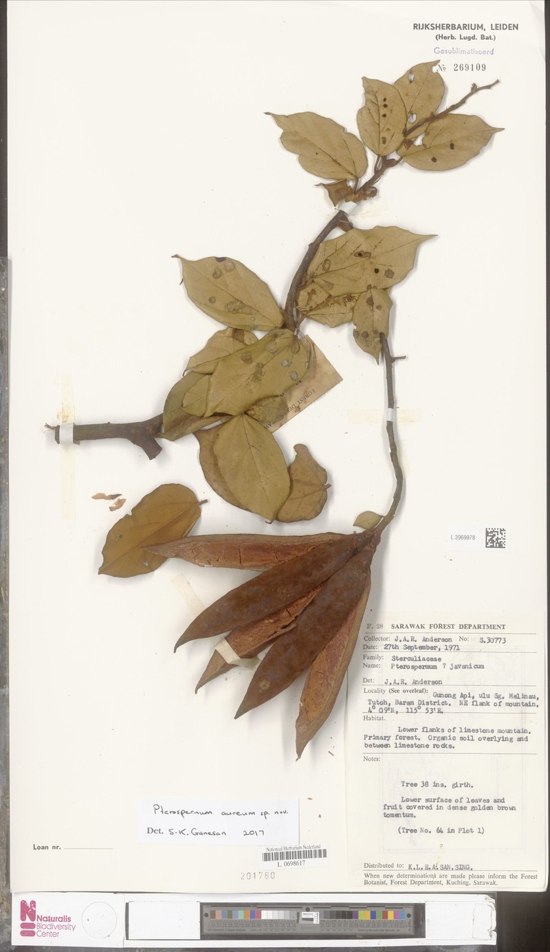Pterospermum aureum