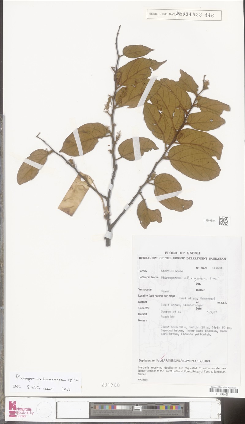 Pterospermum borneense