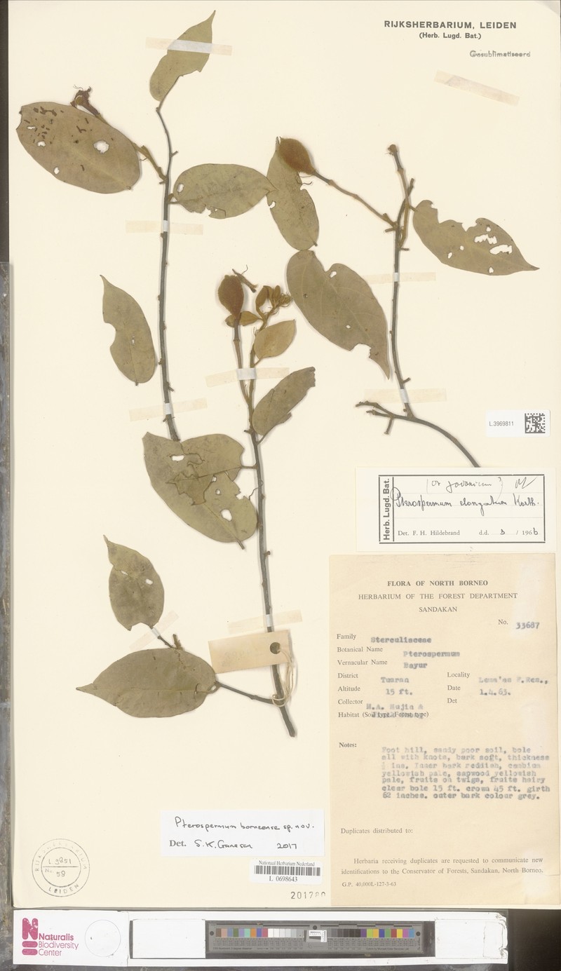 Pterospermum borneense photo 2