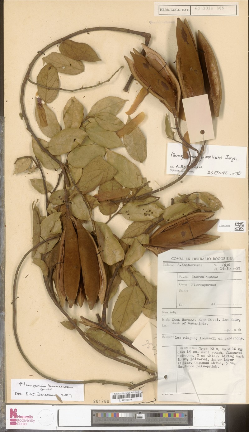 Pterospermum borneense photo 3