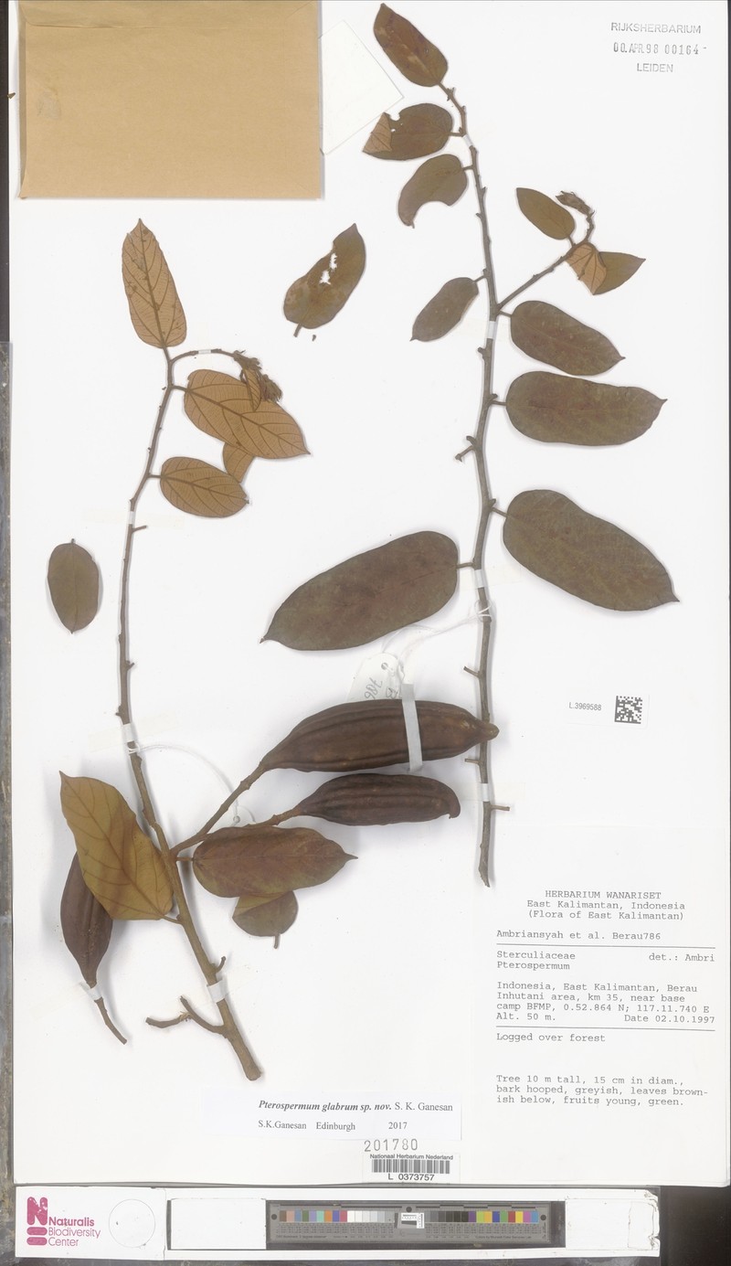 Pterospermum glabrum
