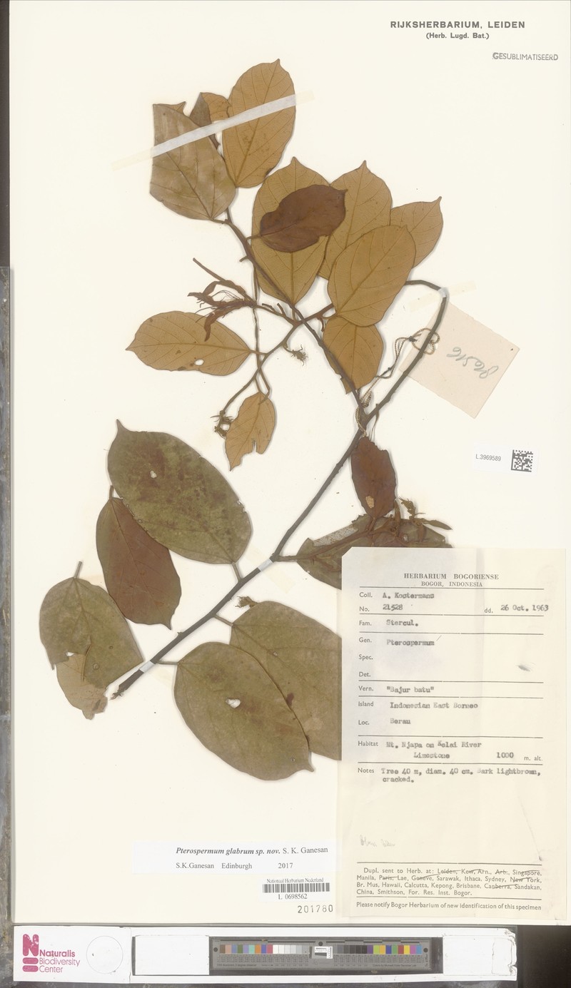 Pterospermum glabrum photo 2