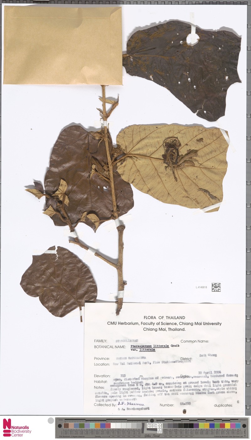 Pterospermum littorale var. littorale