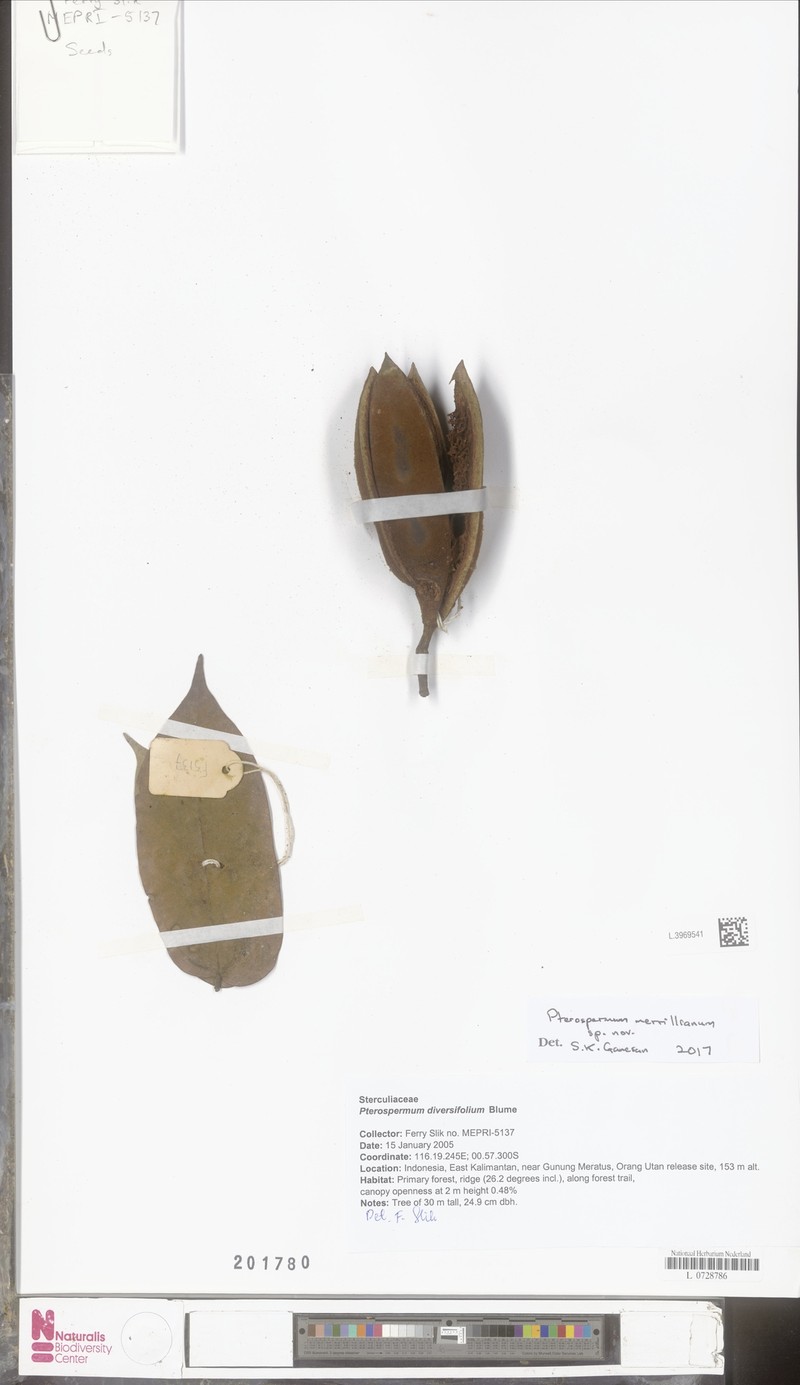 Pterospermum merrillianum
