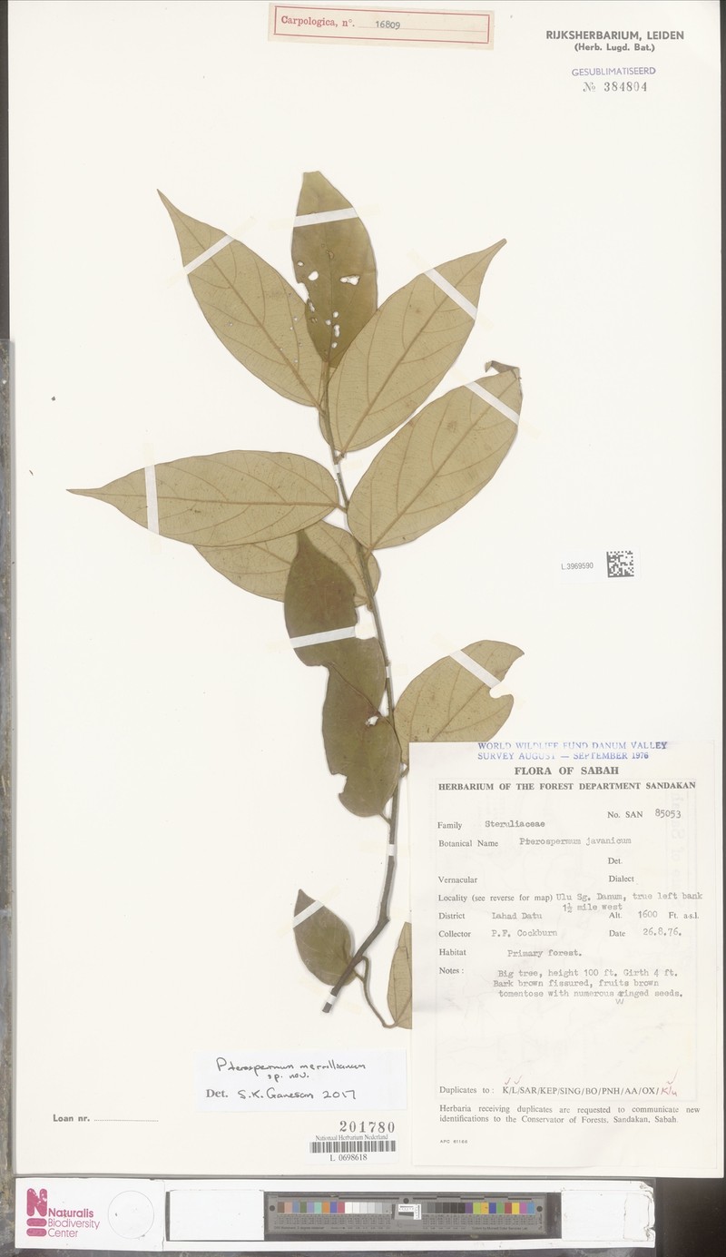 Pterospermum merrillianum photo 2