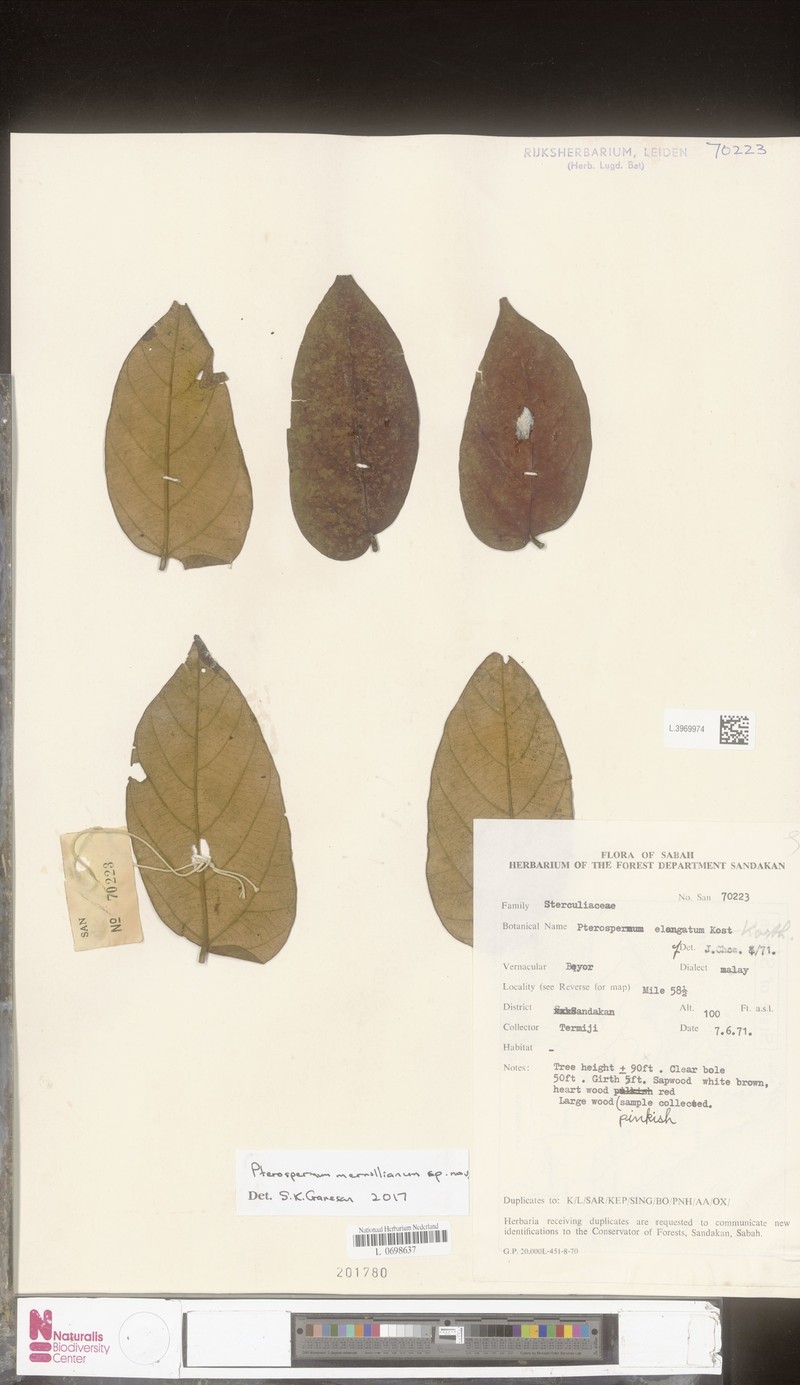 Pterospermum merrillianum photo 3