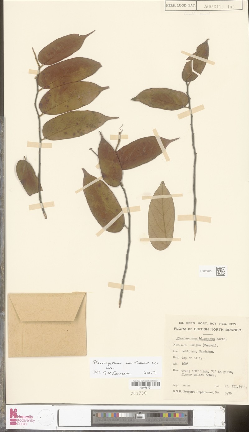 Pterospermum merrillianum photo 4
