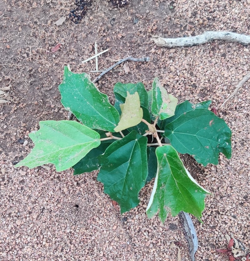 Pterospermum suberifolium