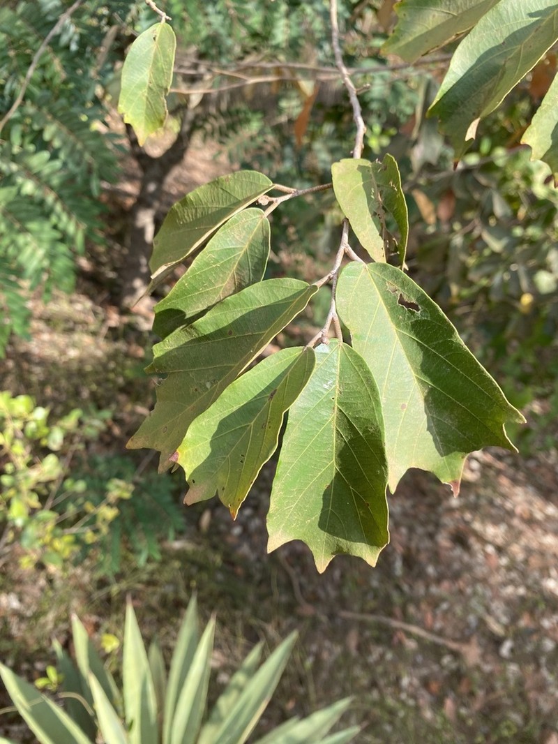 Pterospermum suberifolium photo 2