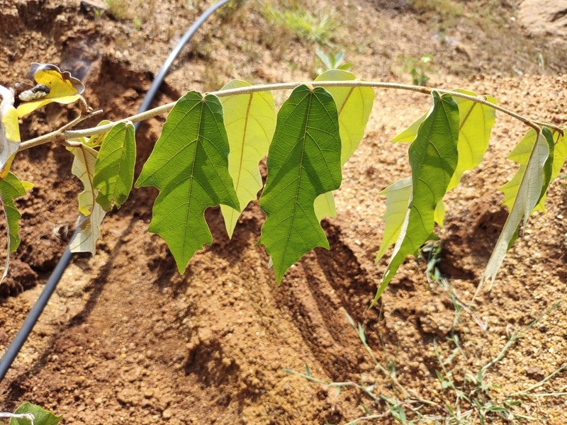 Pterospermum suberifolium photo 3