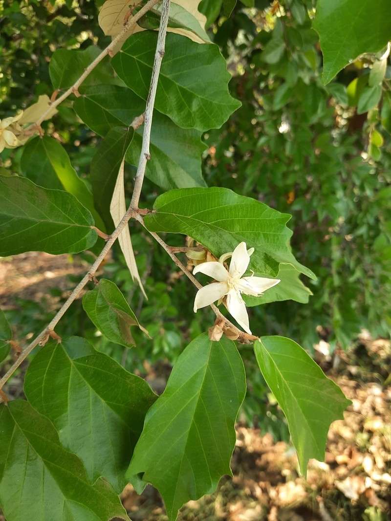 Pterospermum suberifolium photo 4