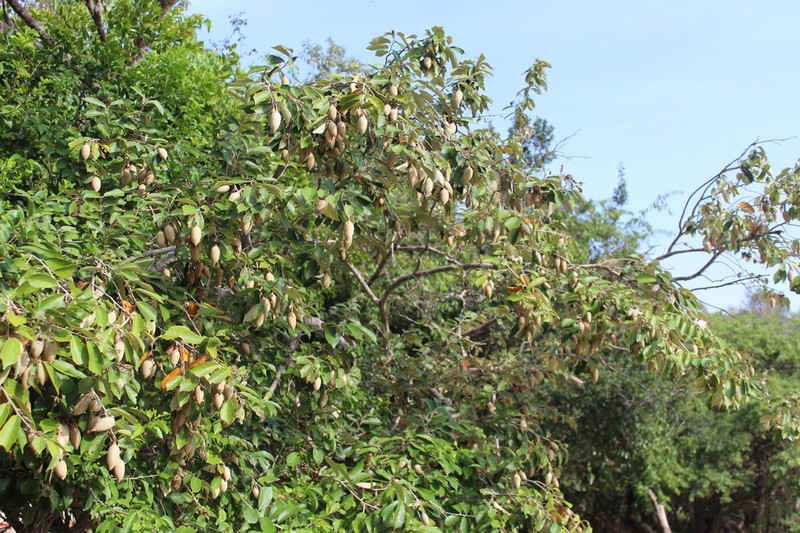Pterospermum suberifolium photo 5