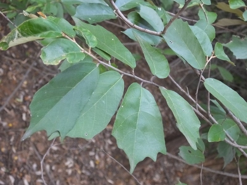 Pterospermum suberifolium photo 6