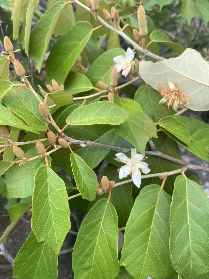 Pterospermum suberifolium photo 7