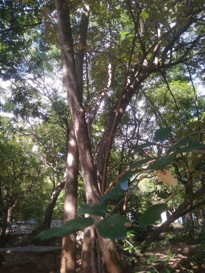 Pterospermum suberifolium photo 8
