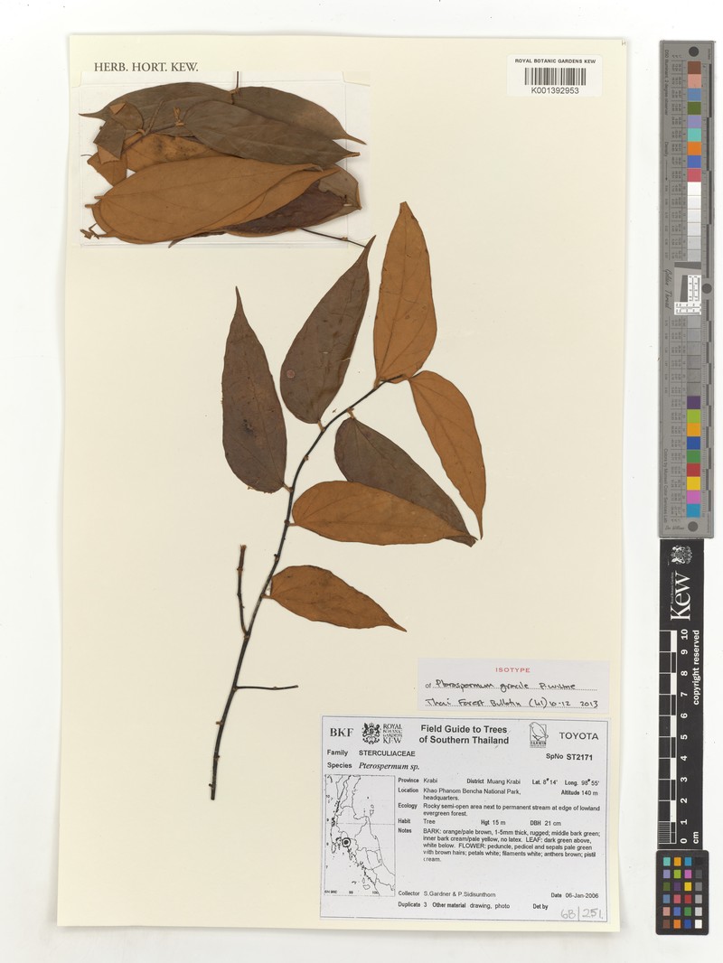 Pterospermum wilkieanum