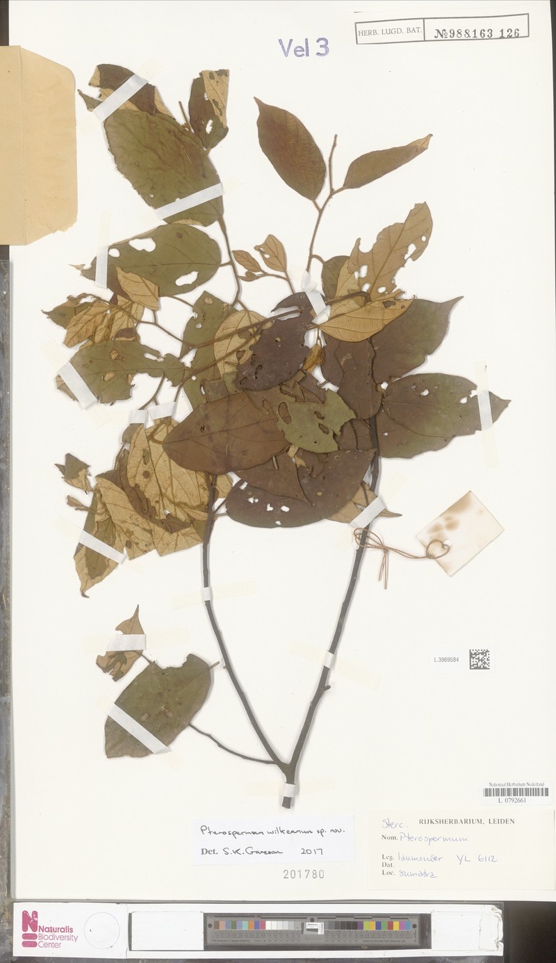 Pterospermum wilkieanum photo 2