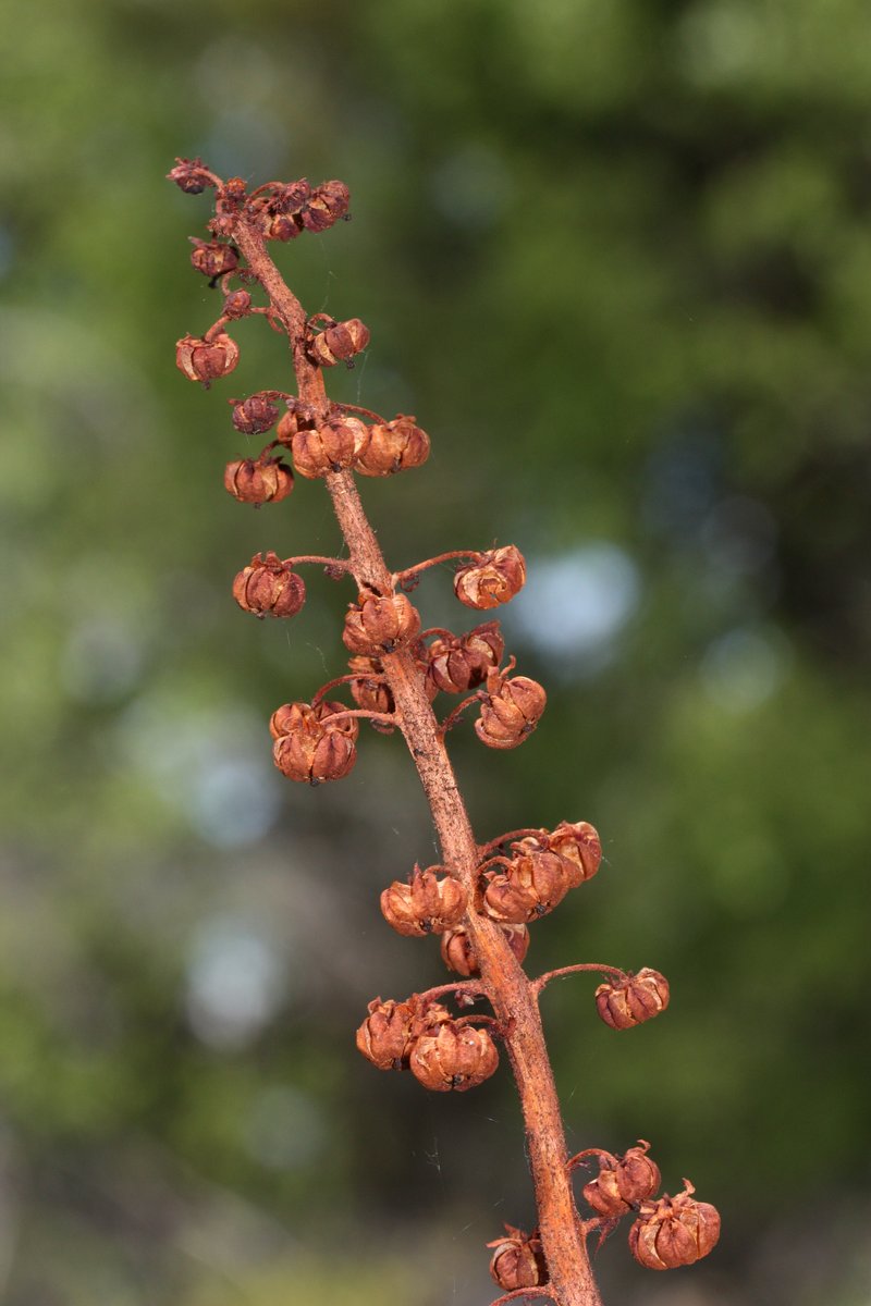 Woodland Pinedrops photo 6