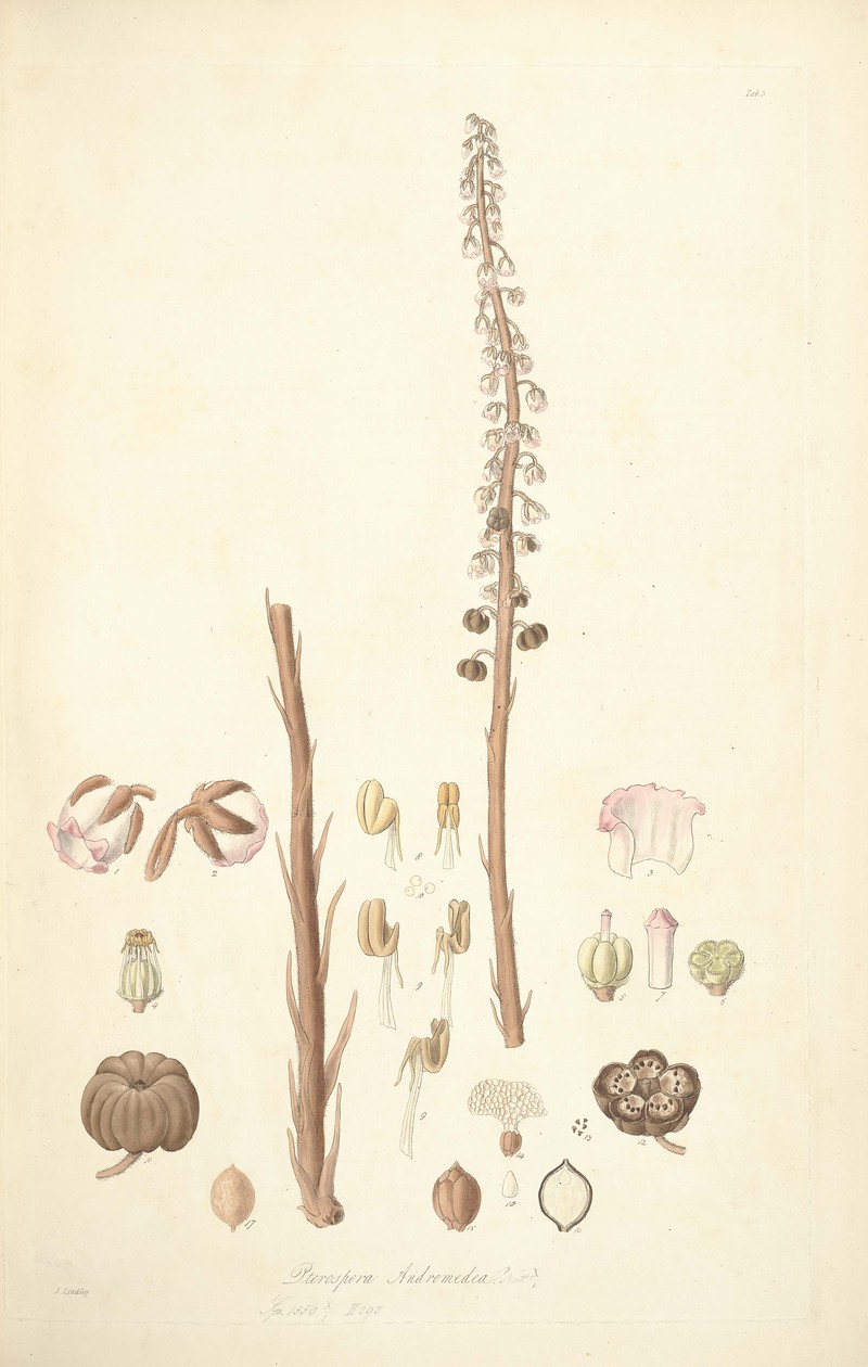 Woodland Pinedrops photo 4