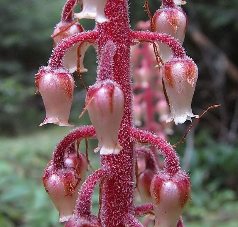 Woodland Pinedrops photo 5
