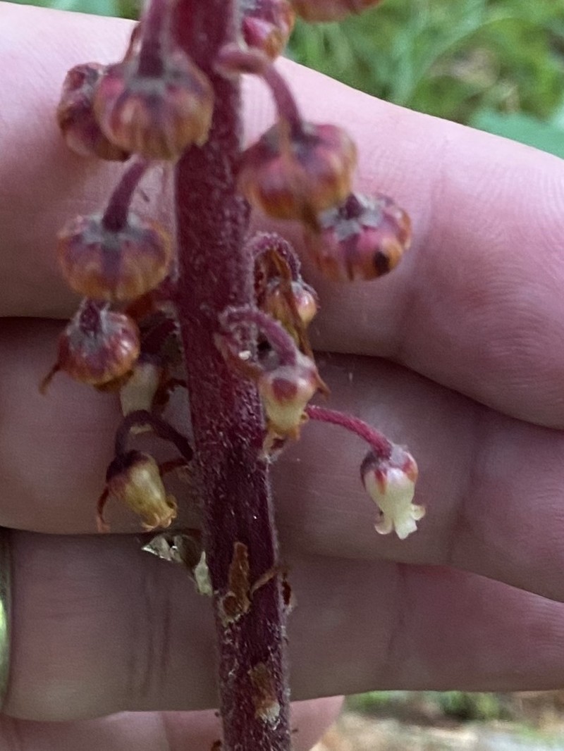 Woodland Pinedrops photo 7