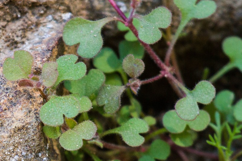 Woodland Pterostegia photo 2