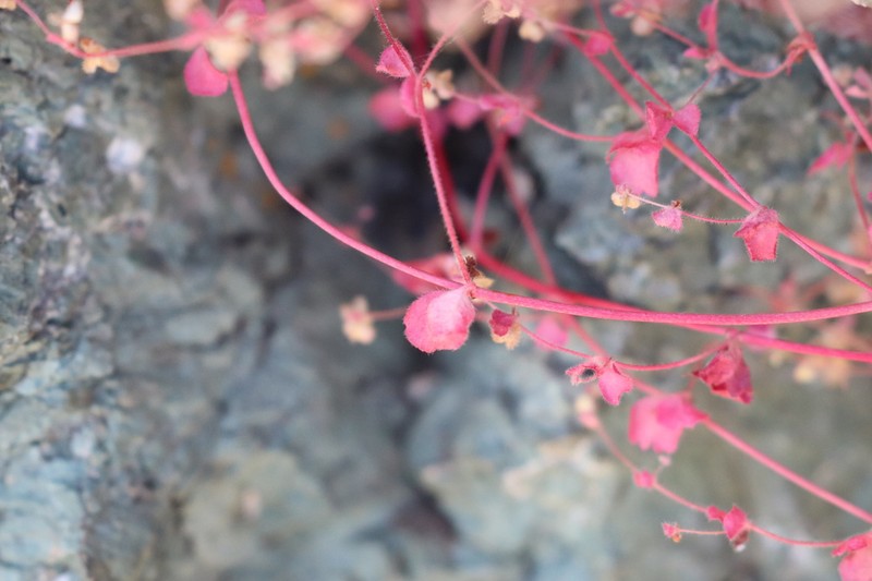 Woodland Pterostegia photo 3