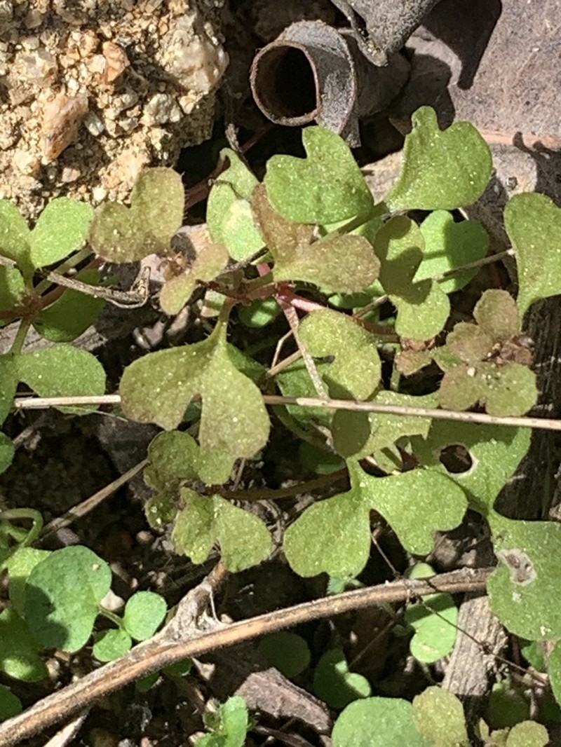 Woodland Pterostegia photo 4