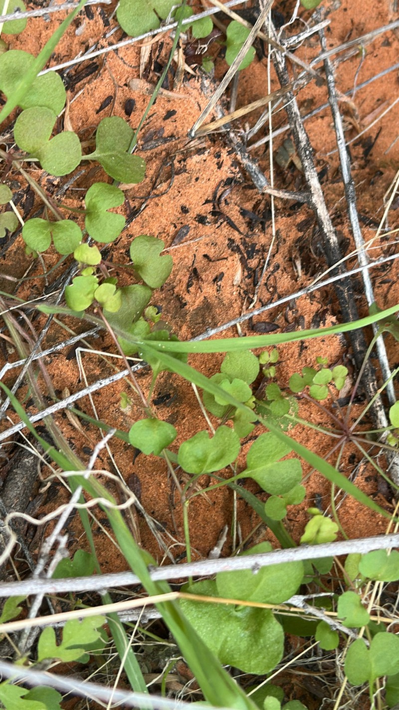Woodland Pterostegia photo 6