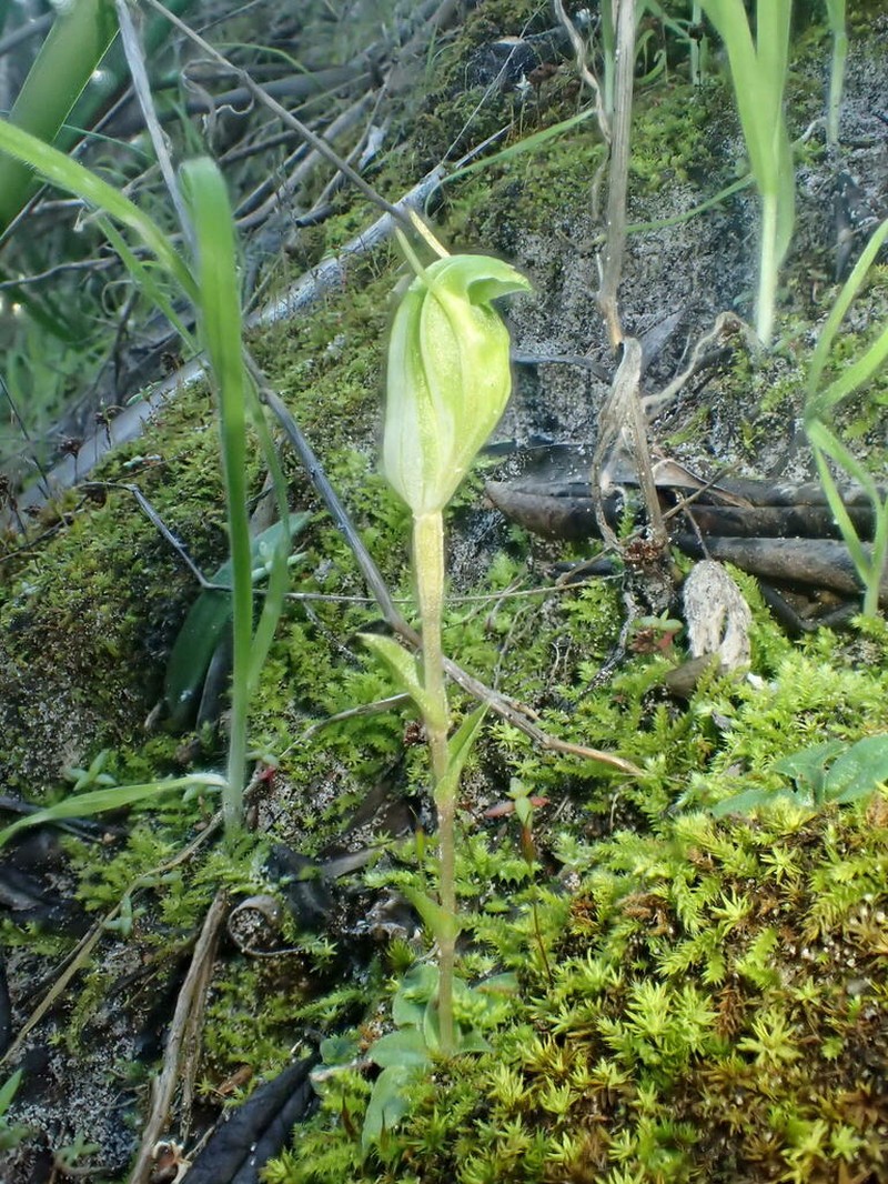 Pterostylis actites