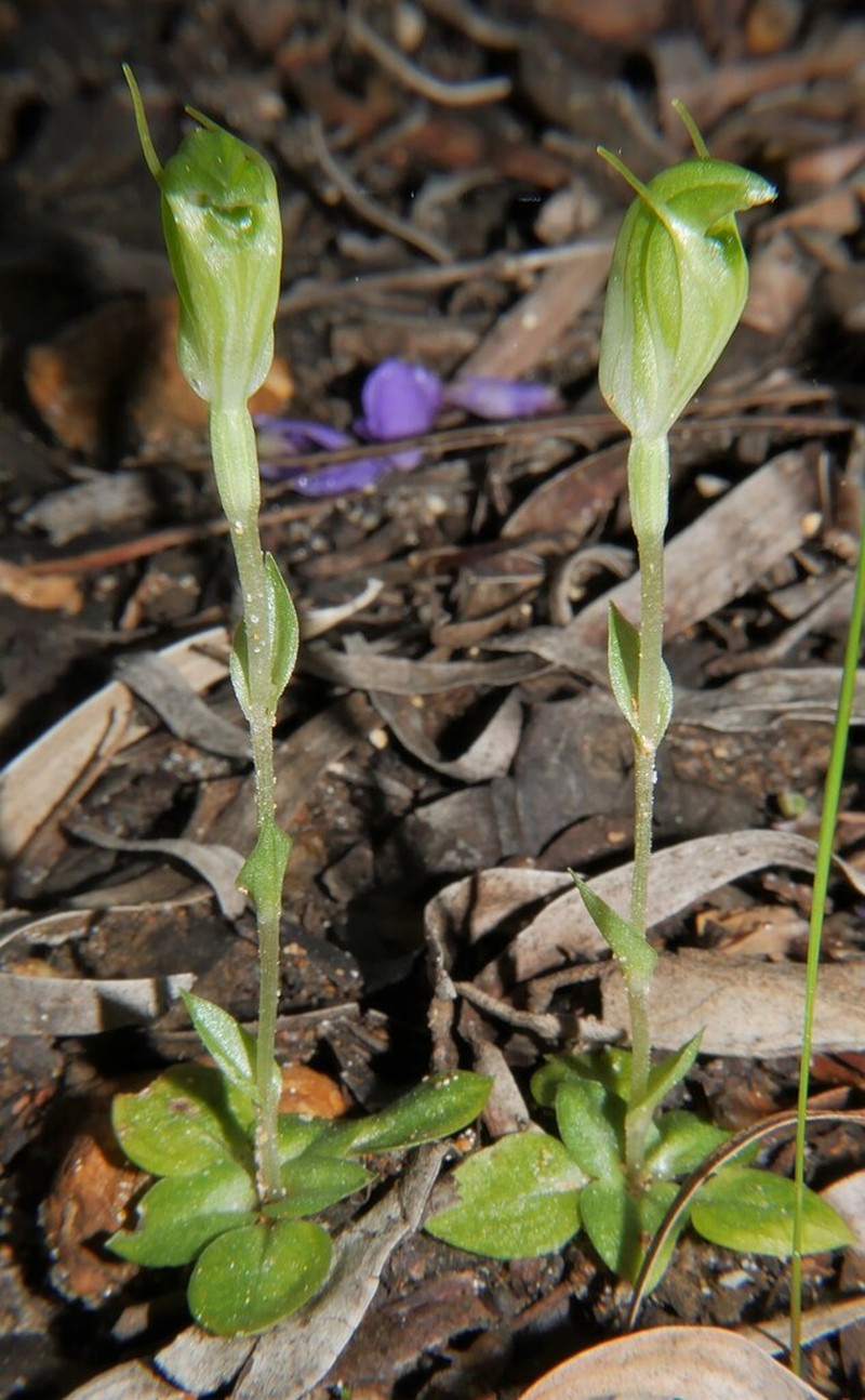 Pterostylis actites photo 2