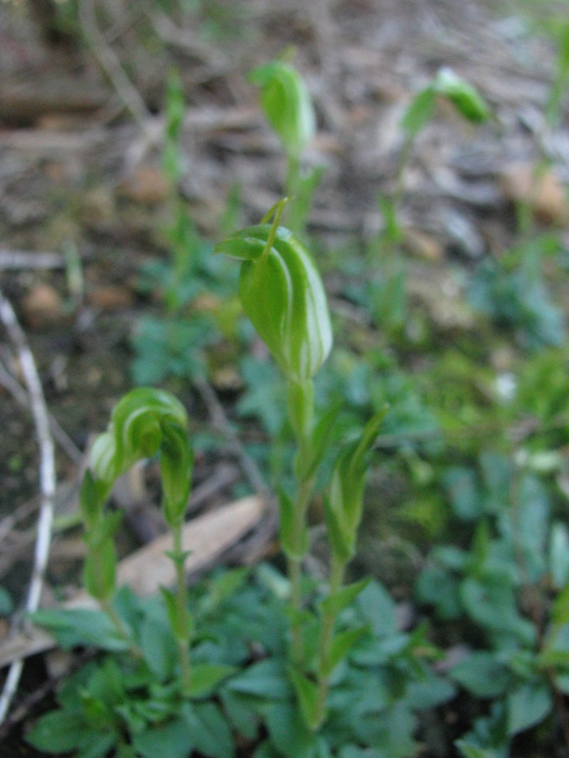 Pterostylis actites photo 3