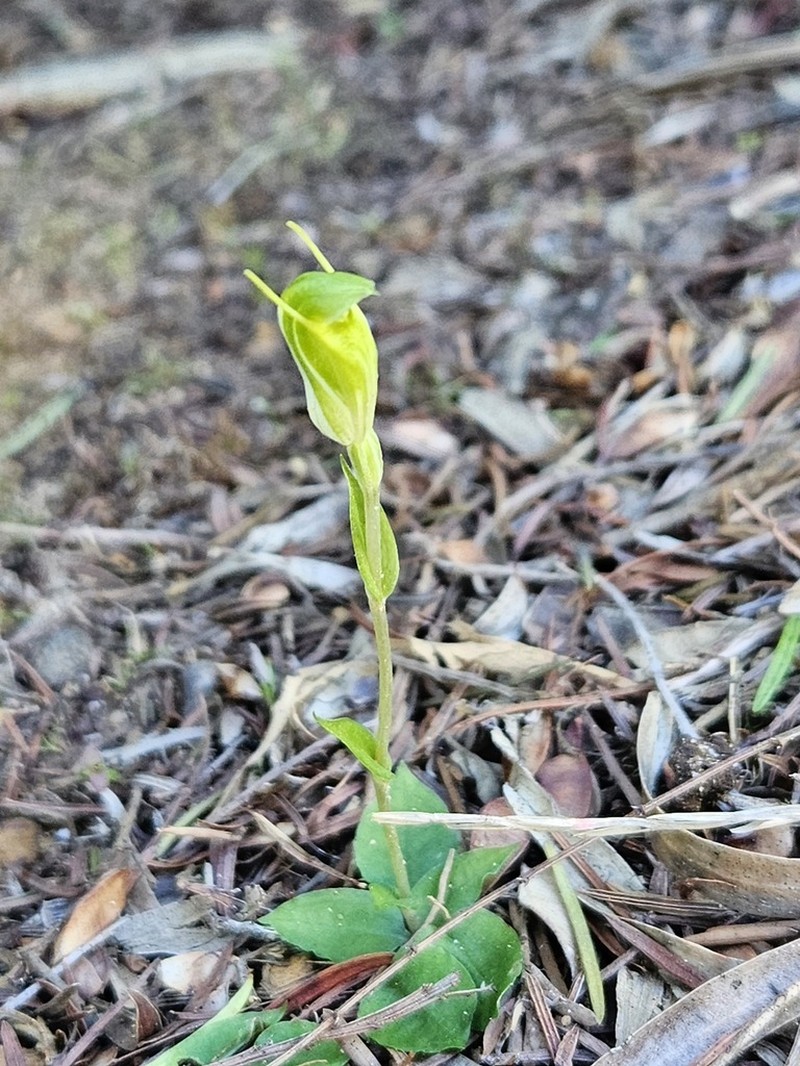 Pterostylis actites photo 4