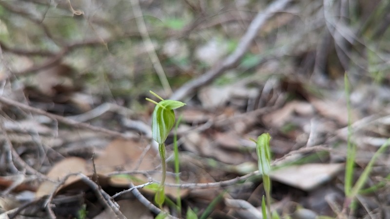 Pterostylis actites photo 5