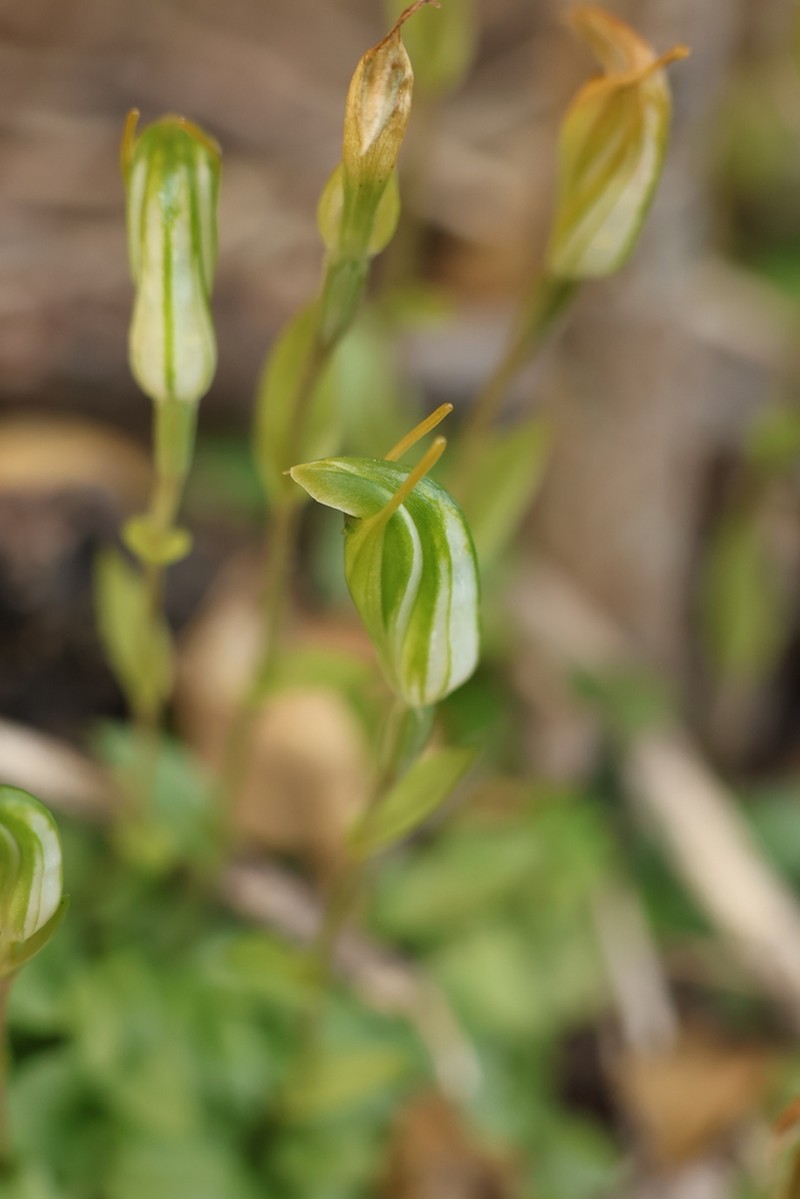 Pterostylis actites photo 6