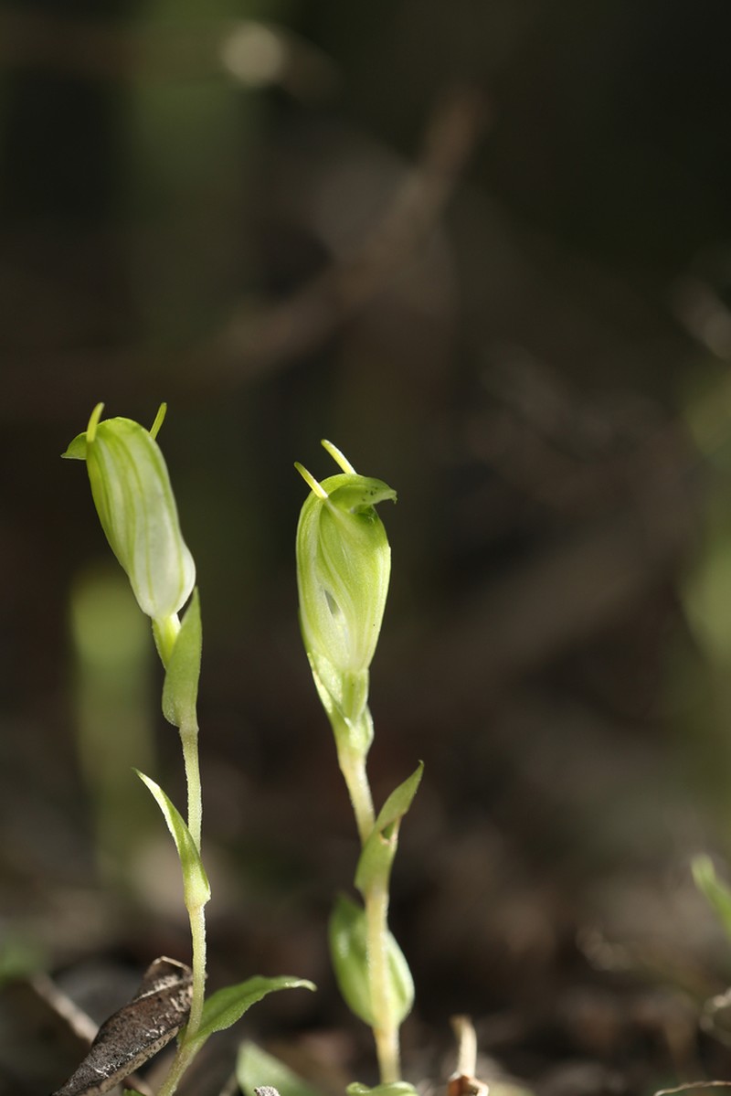 Pterostylis actites photo 7