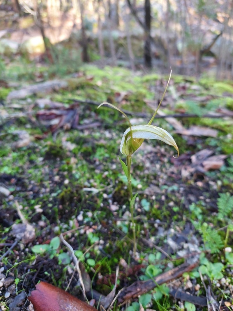 Pterostylis ampliata photo 2