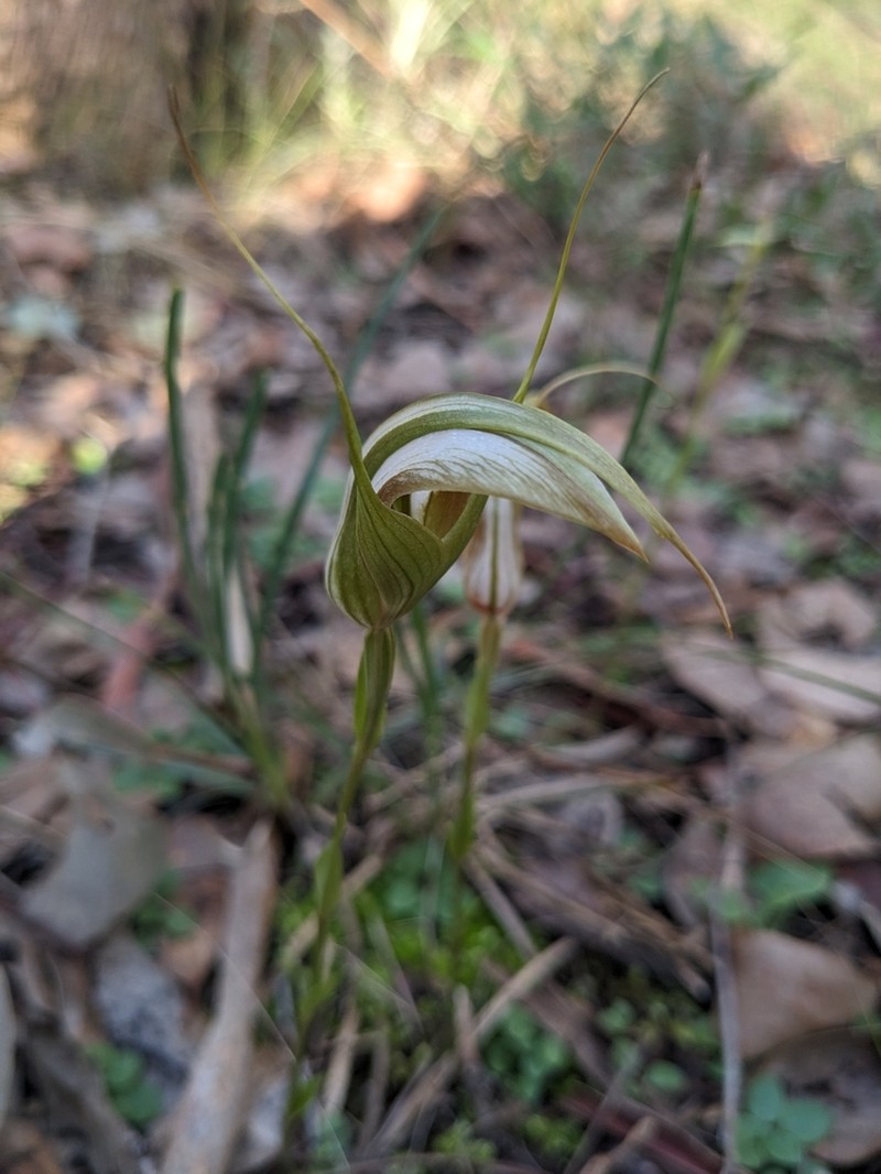 Pterostylis ampliata photo 3