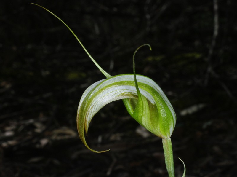Pterostylis ampliata photo 4