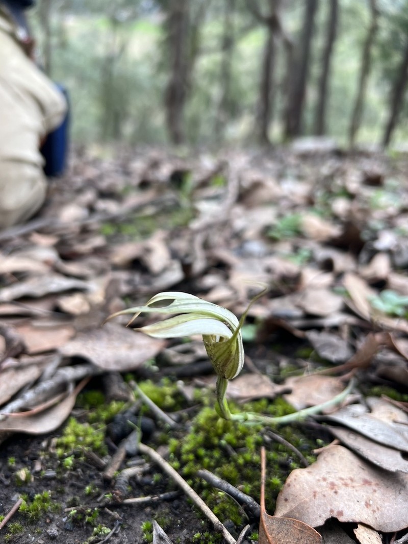 Pterostylis ampliata photo 5