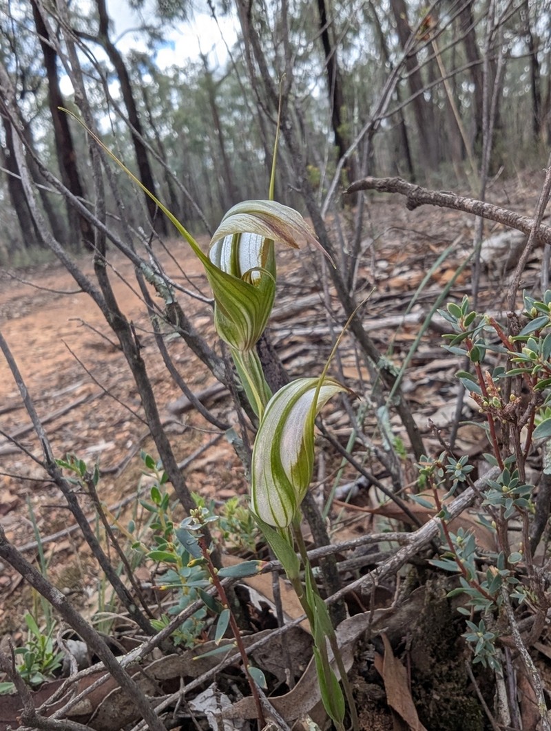 Pterostylis ampliata photo 6