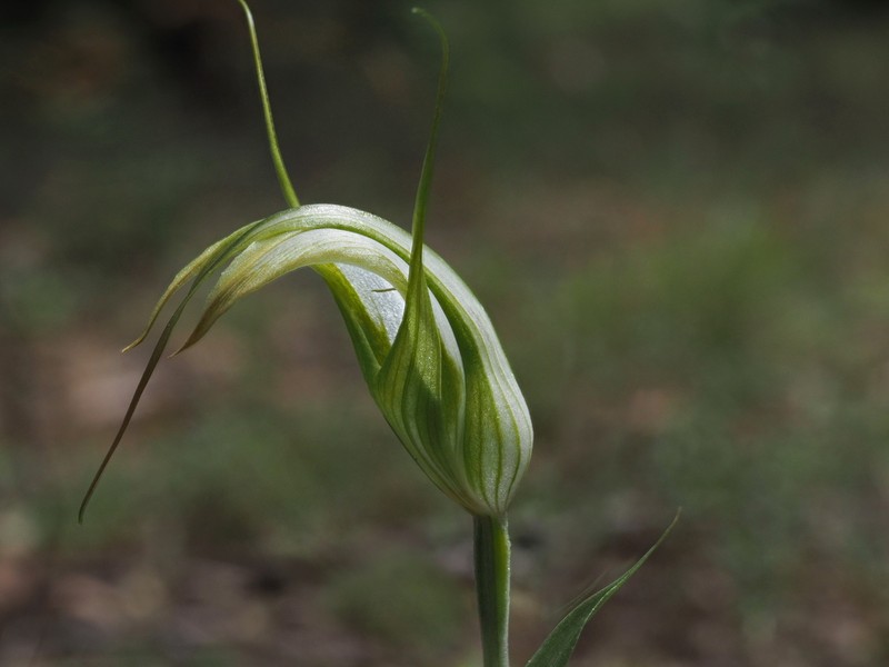 Pterostylis ampliata photo 7