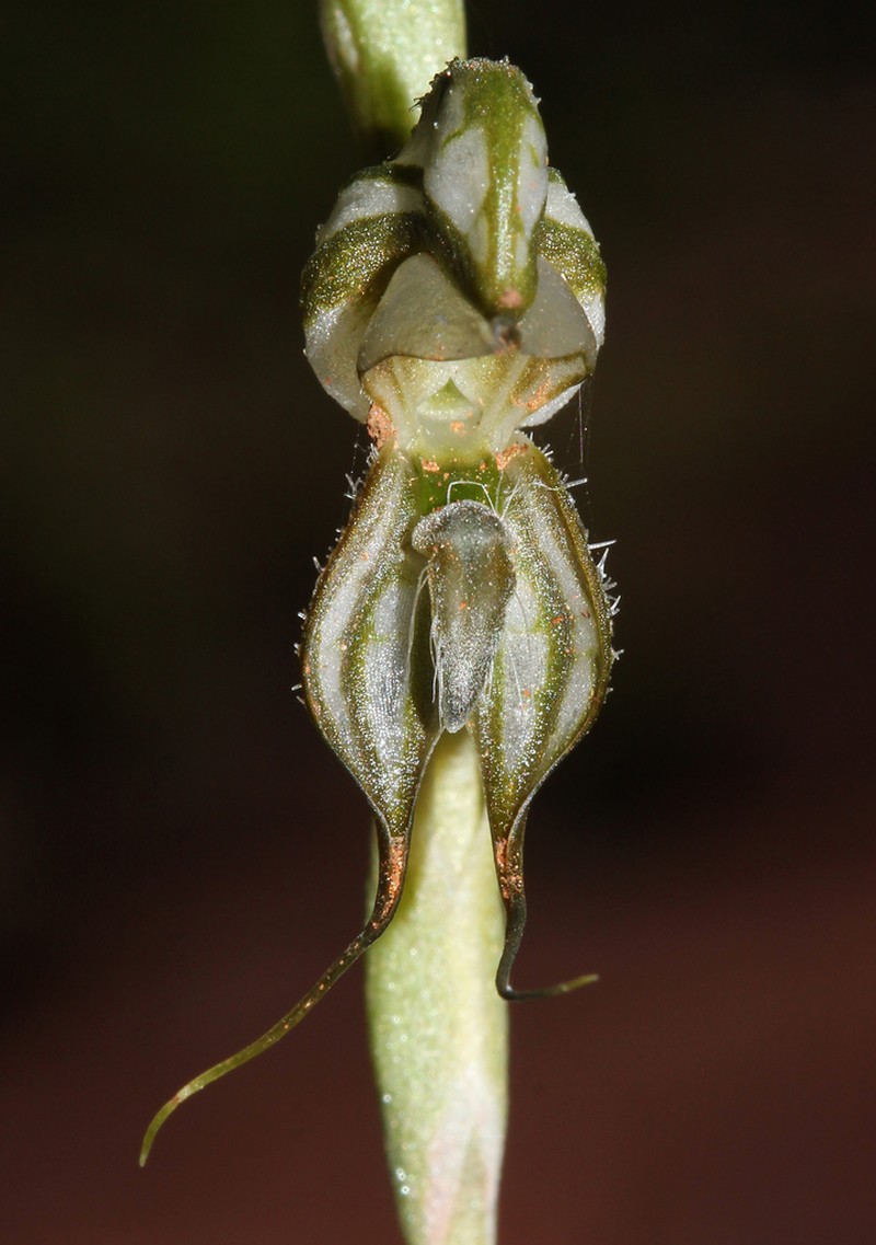 Pterostylis bracteatus photo 2