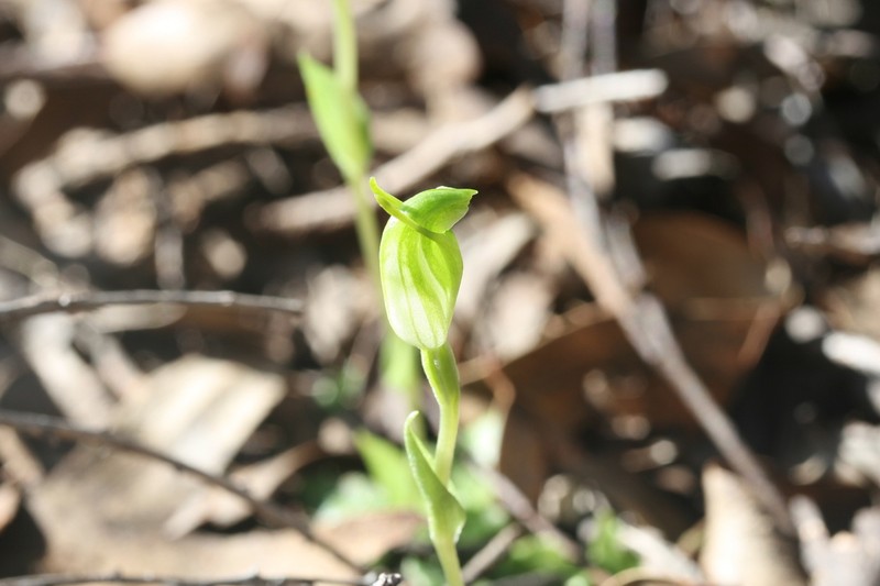 Pterostylis brevisepala