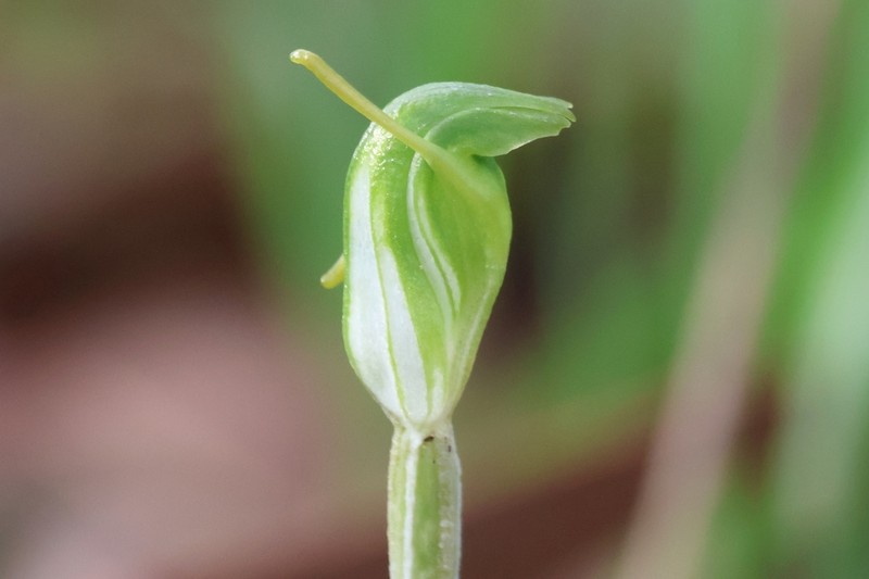 Pterostylis brevisepala photo 2